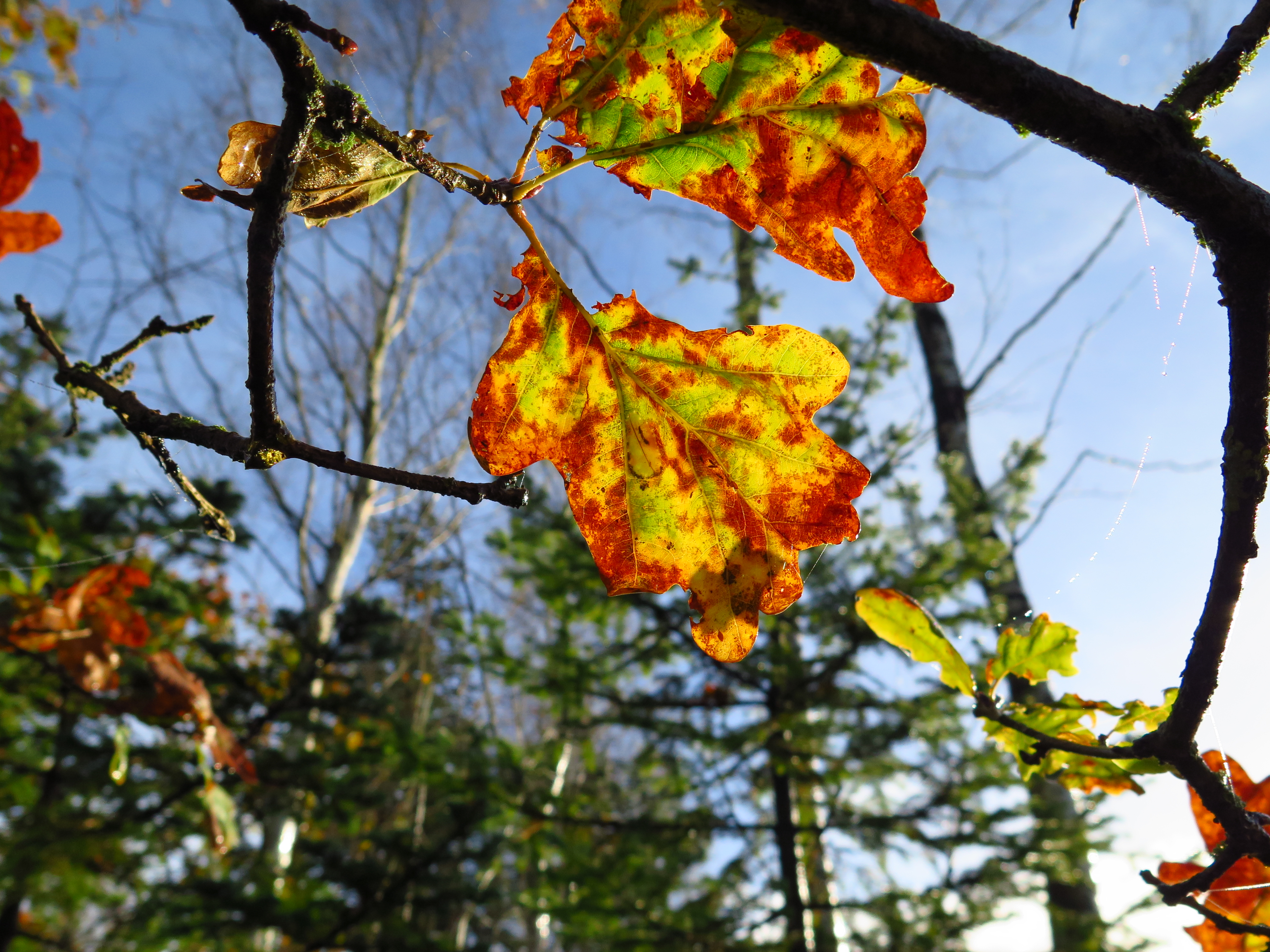 Leaves of Fall – Copenhagen in October